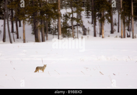 Kojoten in großes schneebedecktes Feld mit Wald im Hintergrund Canis latrans Stockfoto