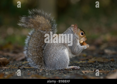 Ein grauen Eichhörnchen ernähren sich von einer Mutter (Sciurus Carolinensis) Stockfoto