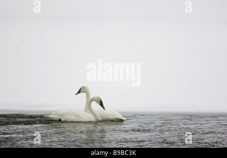 Trumpeter Swan paar im Schnee Sturm Cygnus buccinator Stockfoto