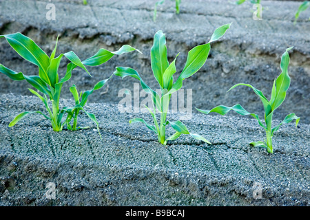 Junge Maispflanzen wachsen im Boden. Stockfoto