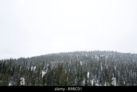 Schwedische Fichtenwald mit Kabinen, Dalarna, Schweden Stockfoto