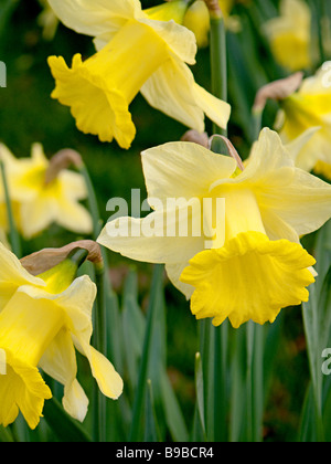 Nahaufnahme von Narcissus Pseudonarcissus wilde Narzisse Blumen und Blätter Stockfoto