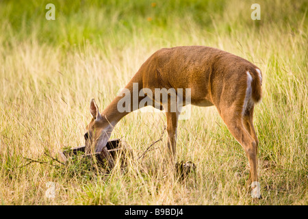 Weibliche weiße angebundene Rotwild (Odocoileus Virginianus) Essen in Las Pumas Rescue Center (Centro de Rescate Las Pumas) in Cañas, Costa Rica. Stockfoto