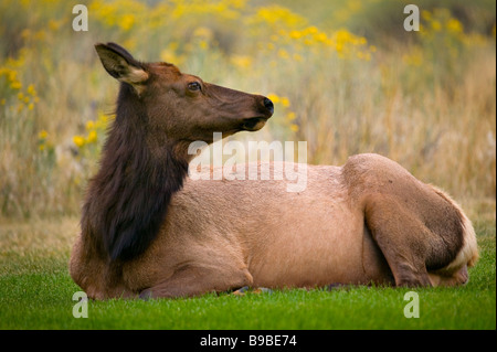 Eine gesunde Elch Kuh ruht nach Beweidung mit bunter Salbei im Hintergrund. Stockfoto