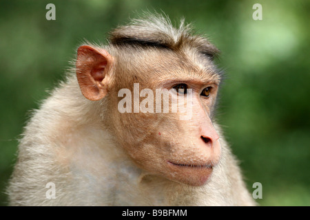 Porträt des männlichen Bonnet Macaque Macaca Radiata starrte mit Konzentration genommen In Chinnar Wildlife Sanctuary, Kerala, Indien Stockfoto