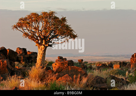 Wüstenlandschaft bei Sonnenaufgang mit Granitfelsen und einem Köcherbaum (Aloe Dichotoma), Namibia, Südliches Afrika Stockfoto