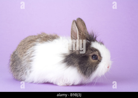 Gefleckte Hase auf lila Hintergrund isoliert Stockfoto