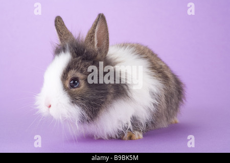 Gefleckte Hase auf lila Hintergrund isoliert Stockfoto