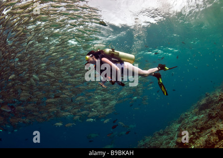 Eine Tauchen Mädchen im Bikini schwimmt neben einer Schule Bigeye Trevally Makrelen in den warmen Gewässern auf Barracuda Point, Sipadan Stockfoto