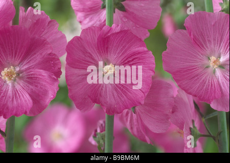 Sidalcea "Party Girl" (falsche Malve, Prairie Malve) Stockfoto