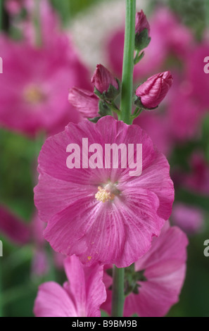 Sidalcea "Party Girl" (falsche Malve, Prairie Malve) Stockfoto