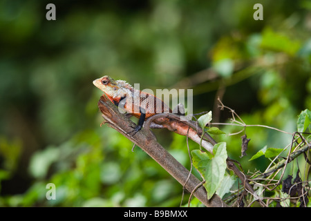 Oriental Garden Lizard (Calotes versicolor) männlich, sonnen sich auf einem Zweig. Sri Lanka. Stockfoto