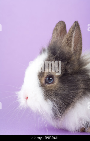 Gefleckte Hase auf lila Hintergrund isoliert Stockfoto