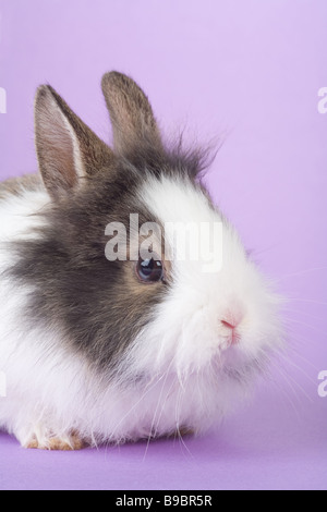 Gefleckte Hase auf lila Hintergrund isoliert Stockfoto