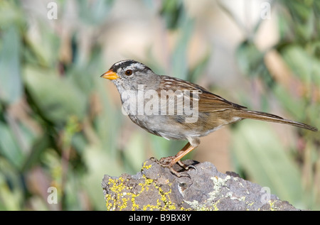 Weiß – Crowned Sparrow Stockfoto