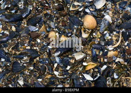 Muscheln auf einem schottischen Strand Stockfoto