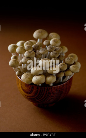 Buna Shimeji Pilze in eine hölzerne Schüssel auf braunem Hintergrund Stockfoto