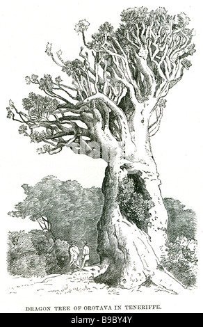 der kolossale Drachenbaum von Orotava in Teneriffa Drago. (Von lat. Draco, Dragoner). Ein kanarisches Baum aus der Familie der Liliáce Stockfoto