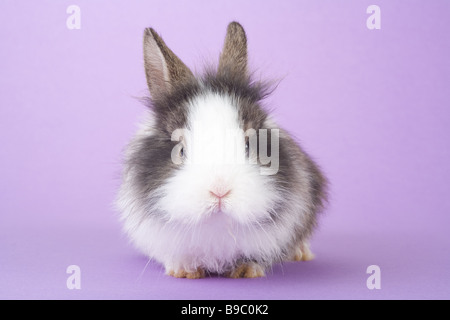 Gefleckte Hase auf lila Hintergrund isoliert Stockfoto