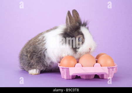 Gefleckte Hase mit einigen Eiern auf lila Hintergrund isoliert Stockfoto