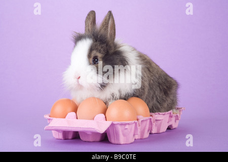 Gefleckte Hase mit einigen Eiern auf lila Hintergrund isoliert Stockfoto