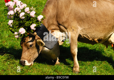 Brown Swiss Rinder, dekorierte Königin Kuh für das zeremonielle bringen Haus das Vieh von den Almen, Schweiz Stockfoto