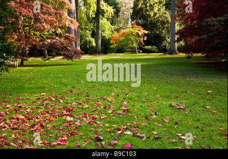 Späten Nachmittag Sonnenschein an einem Herbsttag im Westonbirt Arboretum Gloucestershire England UK Stockfoto