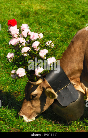 Brown Swiss Rinder, dekorierte Königin Kuh für das zeremonielle bringen Haus das Vieh von den Almen, Schweiz Stockfoto