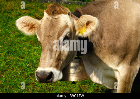 Hornlosen Brown Swiss Rinder mit einer Ohrmarke und eine Kuhglocke, Kanton Waadt, Schweiz Stockfoto