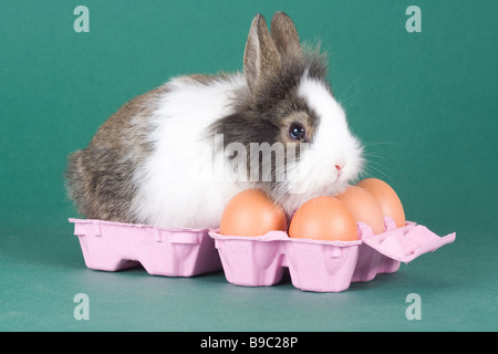 Gefleckte Hase mit Eiern auf grünem Hintergrund isoliert Stockfoto