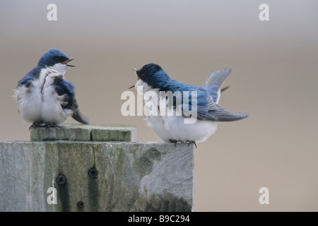 Baum schluckt Tachycineta bicolor männliche und weibliche paar gehockt Schachteln Box und Gezänk Stockfoto