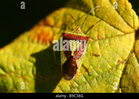 Weißdorn-Sheildbug, Acanthosoma Haemorrhoidale auch bekannt als die stinken Bug Familie Pentomidae Hemiptera Stockfoto