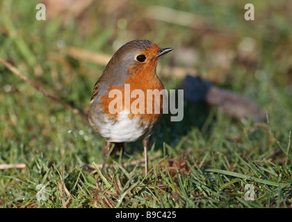 Robin (Erithacus Rubecula) auf Rasen auf sonnigen Februartag in West Sussex Garten UK Stockfoto