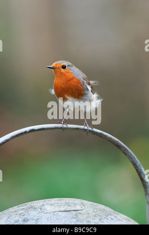 Robin thront auf dem Griff einer Metall Gießkanne Stockfoto