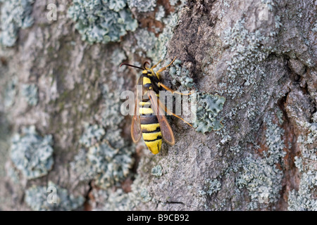 Pappel Hornet Clearwing Sesia apiformis Stockfoto