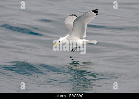 Kittiwake Rissa Tridactyla Erwachsenen Fütterung auf hoher See. Hebriden, Schottland. Stockfoto