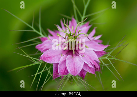 Close-up Portrait einer rosa Love-in-a-Mist Mulberry Rose Blüte vor dem lebendigen Grün Hintergrund Stockfoto