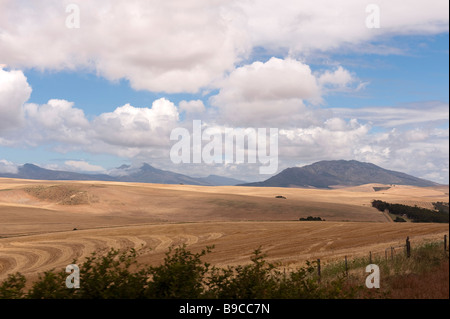 Raps-Felder in der Western Cape-Südafrika Stockfoto