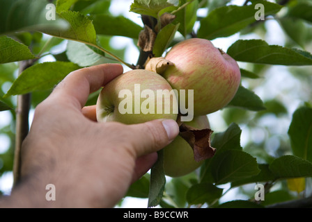 Landwirt pflücken Äpfel vom Baum Libanon Middle East Asia Stockfoto