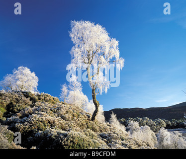 Raureif auf ein Silber Birken in Glen Affric, Highland, Schottland Stockfoto