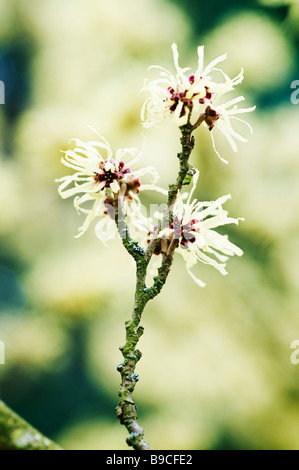 Hamamelis x intermedia 'Sunburst' Stockfoto