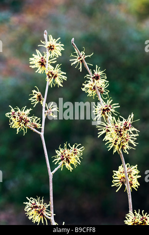 Hamamelis Mollis 'Imperialis' Stockfoto