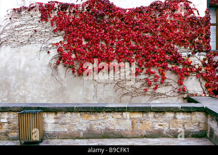 Convolvulus Schlinger über Mauer. Stockfoto