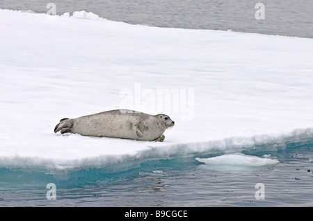 Bärtige Dichtung Erignathus Barbatus auf Arktische Eisscholle, Spitzbergen, Svalbard. Stockfoto