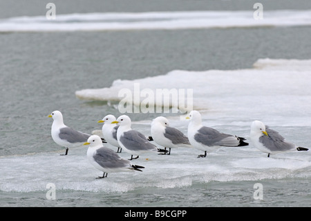 Herde von Dreizehenmöwen Rissa Tridactyla ruht auf Eisscholle. Spitzbergen, Svalbard. Stockfoto