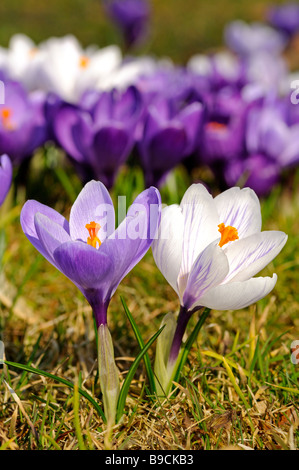 Frühlings Krokus Crocus vernus Stockfoto