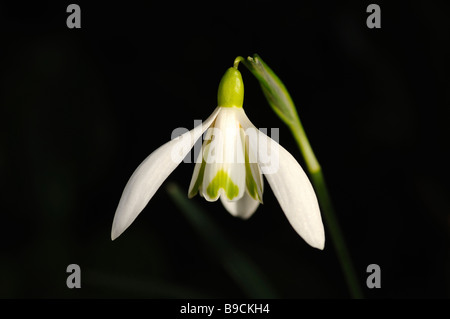 Gemeinsamen Schneeglöckchen, Galanthus nivalis Stockfoto