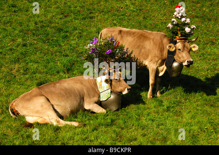 Brown Swiss Rinder Kühe geschmückt für das zeremonielle bringen Haus des Viehs, Schweiz Stockfoto