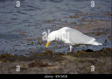 Glaucous Möve Larus Hyperboreus Erwachsenen trinken. Spitzbergen. Juni Stockfoto