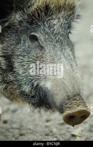 Weibliches Wildschwein, Sus Scrofa Scrofa, im Saarland Region - Deutschland Stockfoto